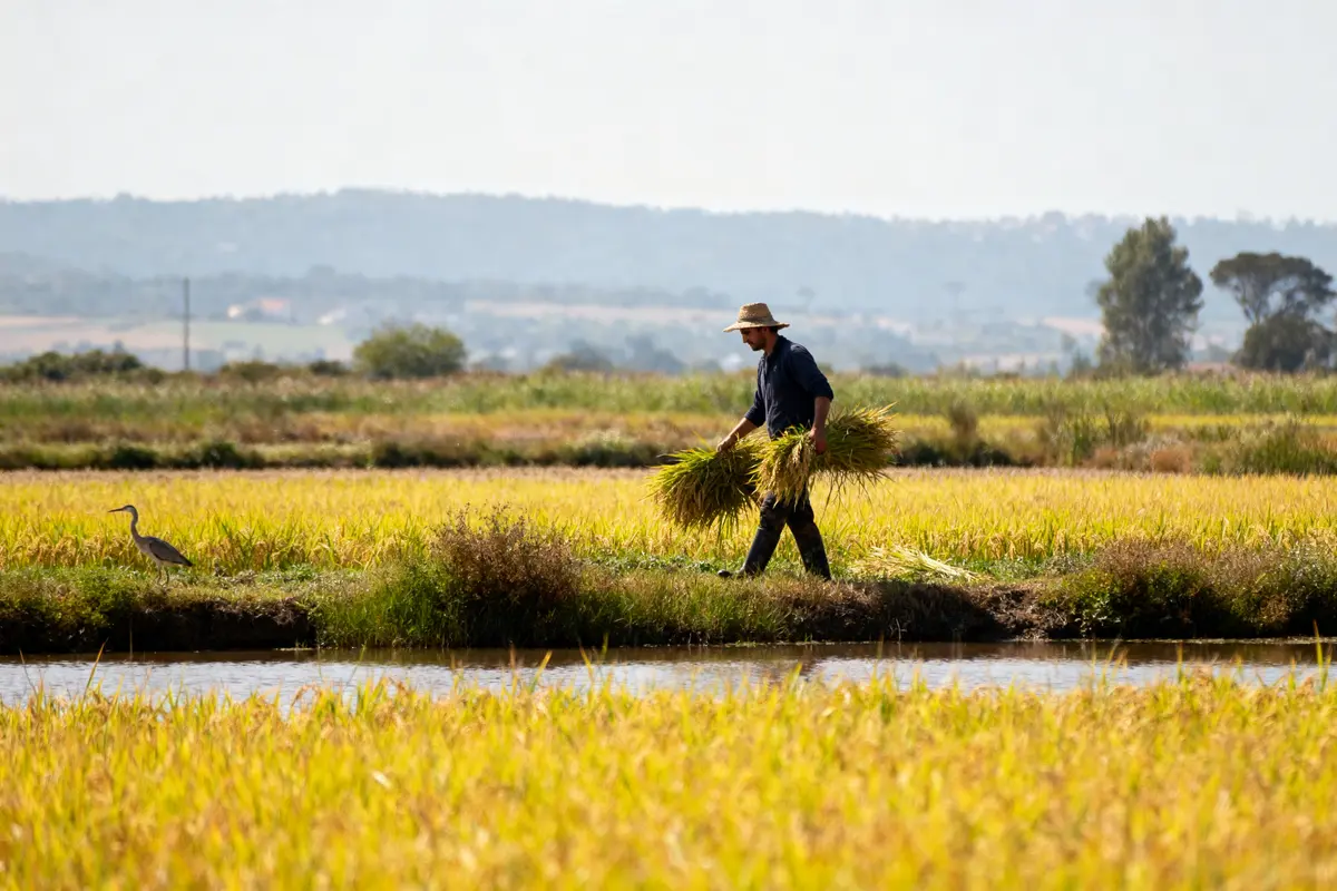 Un agriculteur récolte du riz dans un champ, héron à proximité, ciel dégagé.