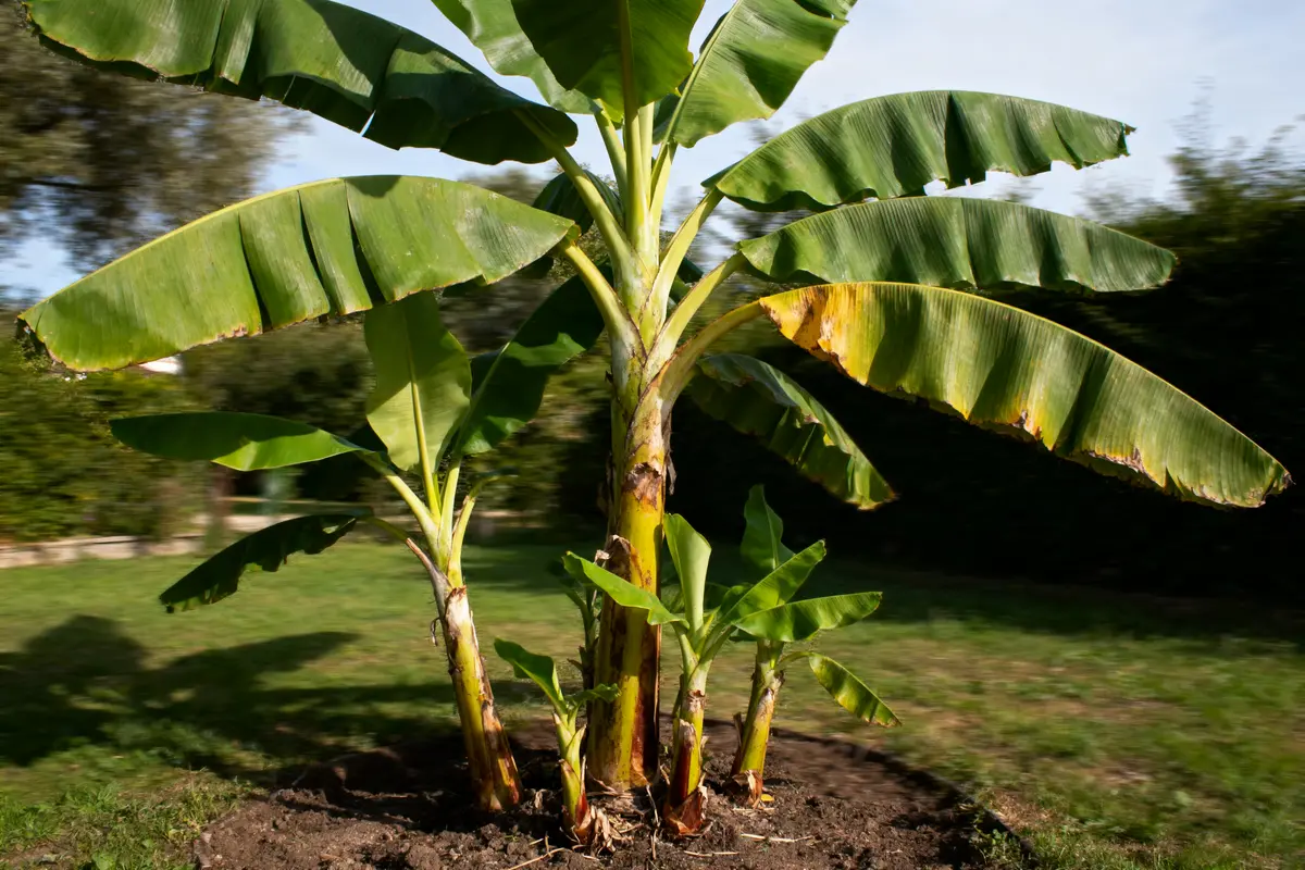 Un bananier planté dans un jardin verdoyant, sous un ciel partiellement nuageux.