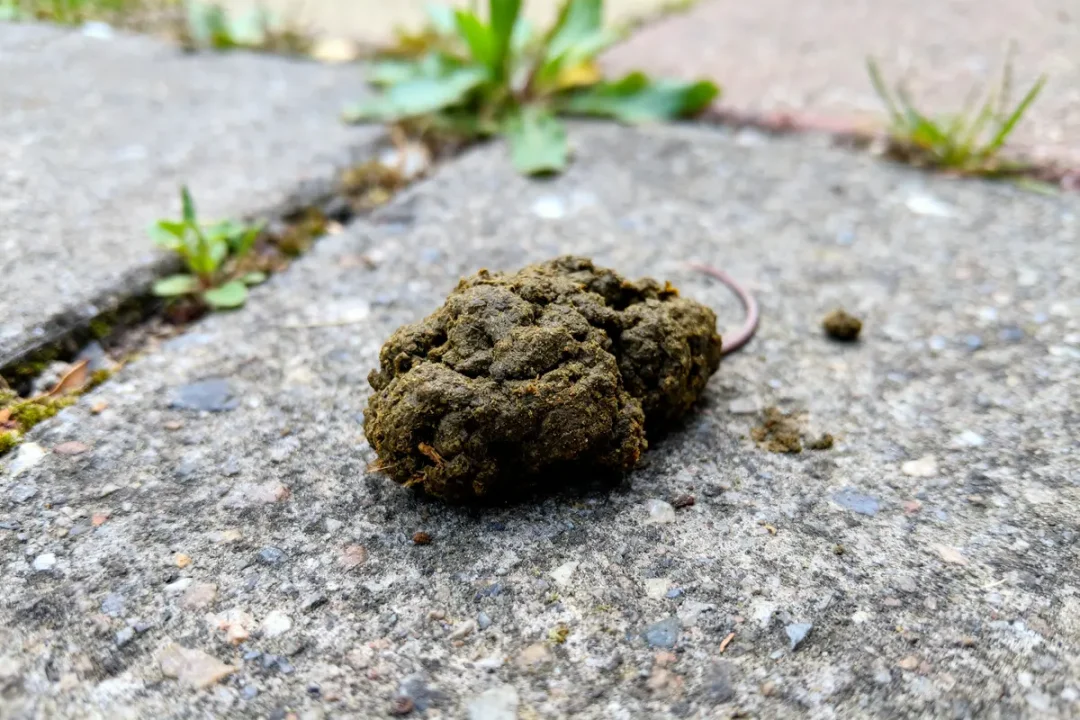 Tas de crottin brun foncé sur un trottoir, avec des plantes en arrière-plan.