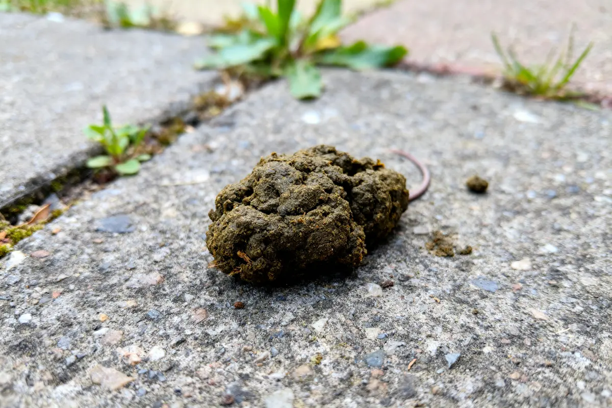 Tas de crottin brun foncé sur un trottoir, avec des plantes en arrière-plan.