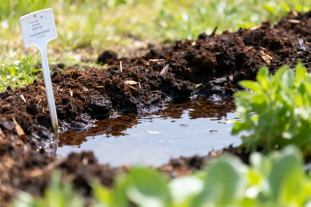 Sol de jardin humide avec étiquette en plastique, plantes en arrière-plan flou, ciel ensoleillé.