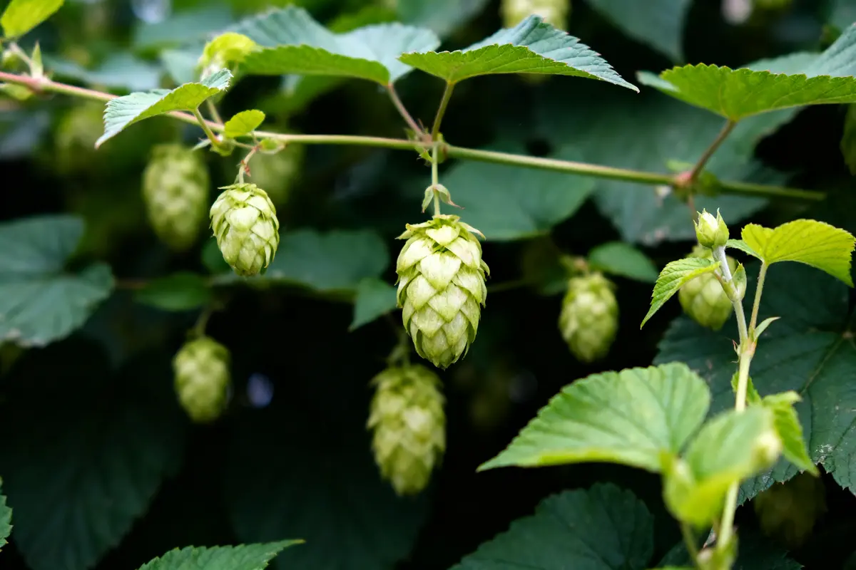 Cônes de houblon verts suspendus à des tiges, entourés de feuilles vertes. Fond flou.