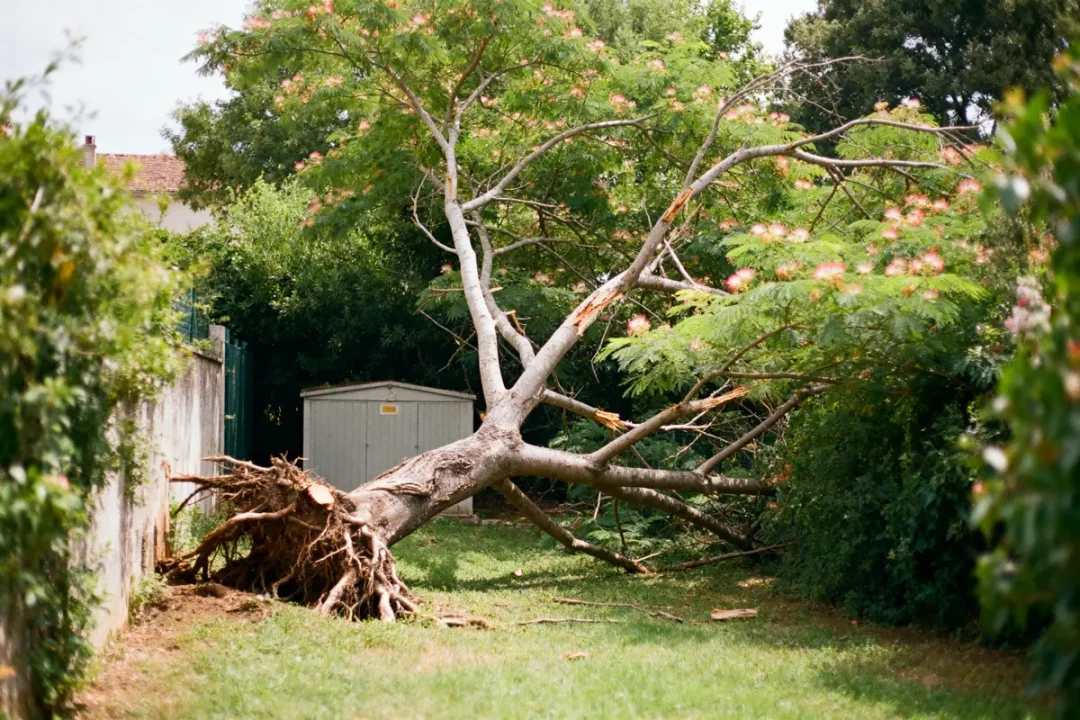Arbre déraciné tombé sur pelouse, près d'un cabanon, entouré de végétation dense, ciel partiellement visible.