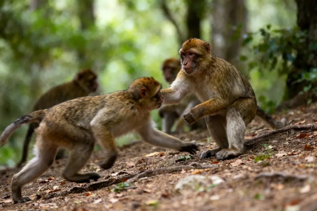 Deux singes interagissent dans une forêt, entourés d'arbres et de végétation floue en arrière-plan.