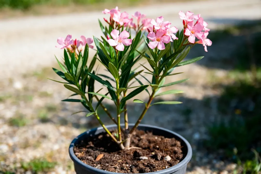 Plante de laurier-rose en pot, fleurs roses, sol en arrière-plan flou.