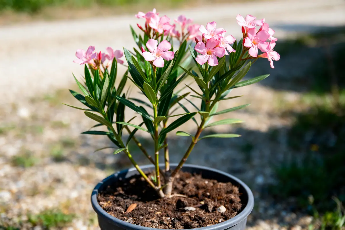 Plante de laurier-rose en pot, fleurs roses, sol en arrière-plan flou.