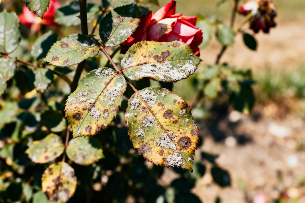 Feuilles de plante avec des taches noires et blanches, montrant une maladie végétale en gros plan.