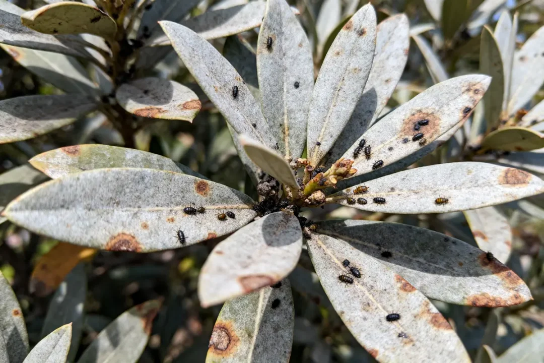 Feuilles infestées par des insectes noirs, avec taches brunes, en gros plan, sur fond de végétation floue.