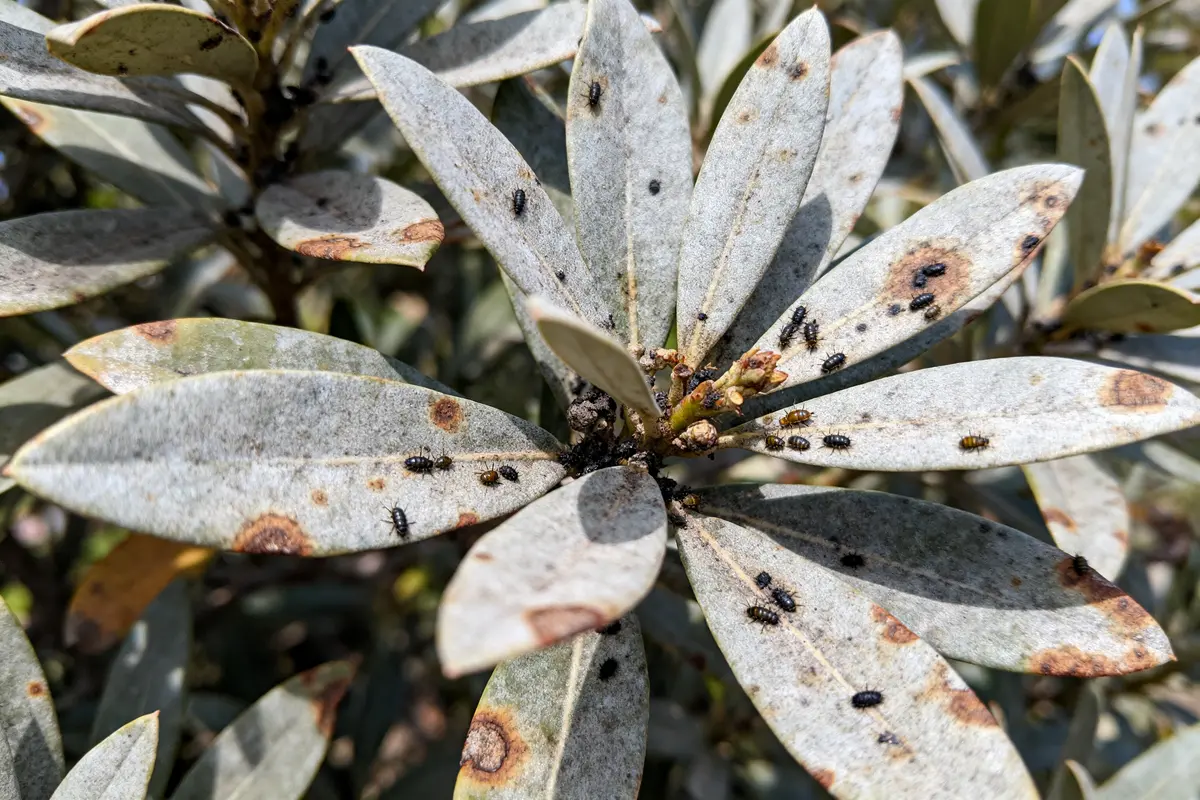 Feuilles infestées par des insectes noirs, avec taches brunes, en gros plan, sur fond de végétation floue.