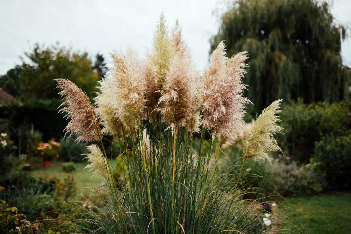 Herbe de la pampa en fleurs dans un jardin, arbres et arbustes en arrière-plan flou.