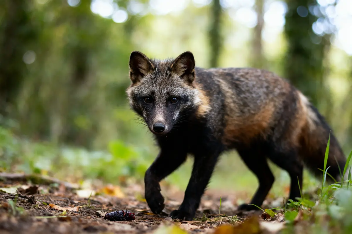 Un chien viverrin marche dans une forêt, regardant attentivement l'objectif, avec des arbres flous en arrière-plan.
