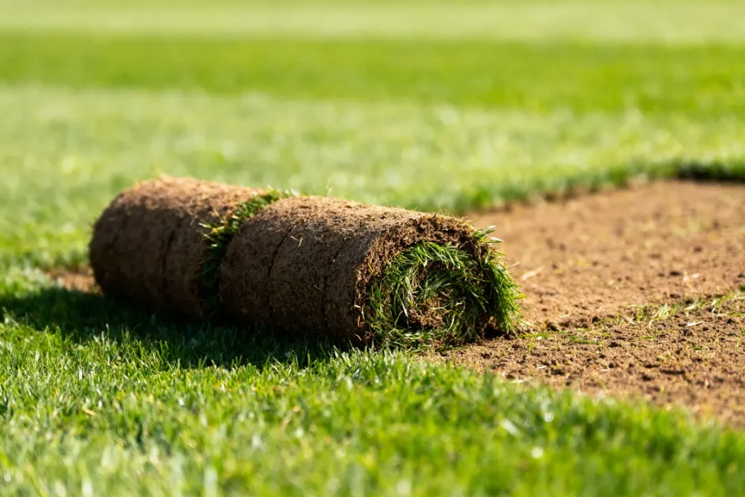 Rouleau de gazon enroulé sur sol nu, herbe verte autour.