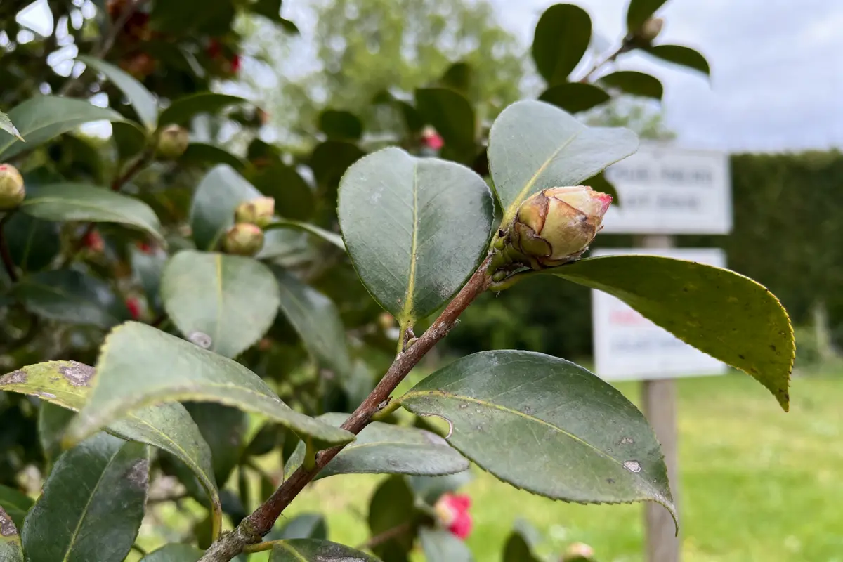 Gros plan sur un bourgeon de plante avec des feuilles vertes, arrière-plan flou et ciel nuageux.