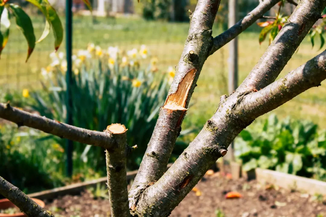 Branches taillées d'un arbre dans un jardin, fleurs jaunes floues en arrière-plan.