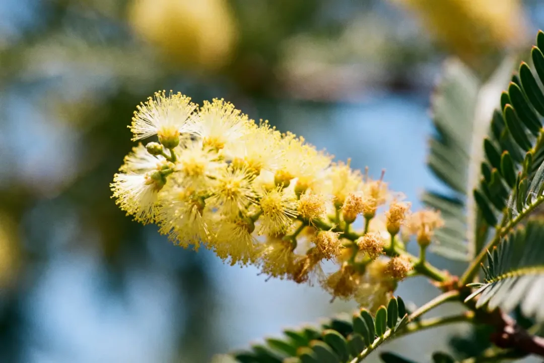 Fleur d'acacia jaune en gros plan avec feuilles vertes floues en arrière-plan