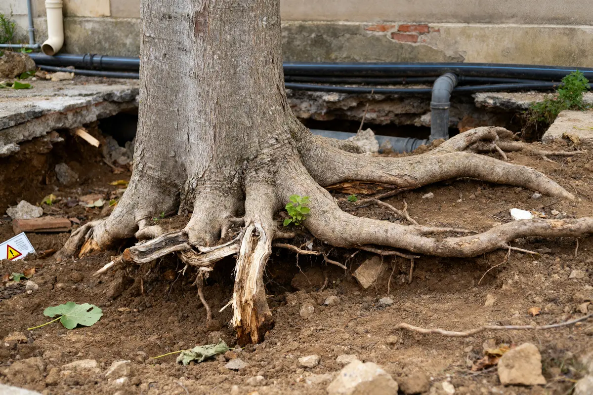 Racines de paulownia endommagent le sol, illustrant un inconvénient du paulownia en milieu urbain