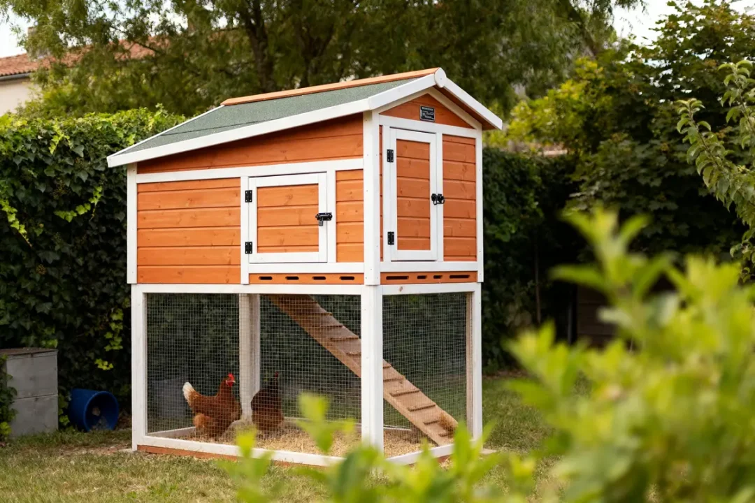 Poulailler moderne en bois avec deux poules rouges impacté par la taxe poulailler