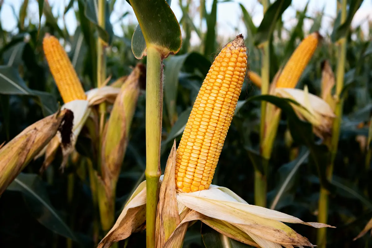 Épi de corn mûr dans un champ avec plusieurs plants de maïs environnants