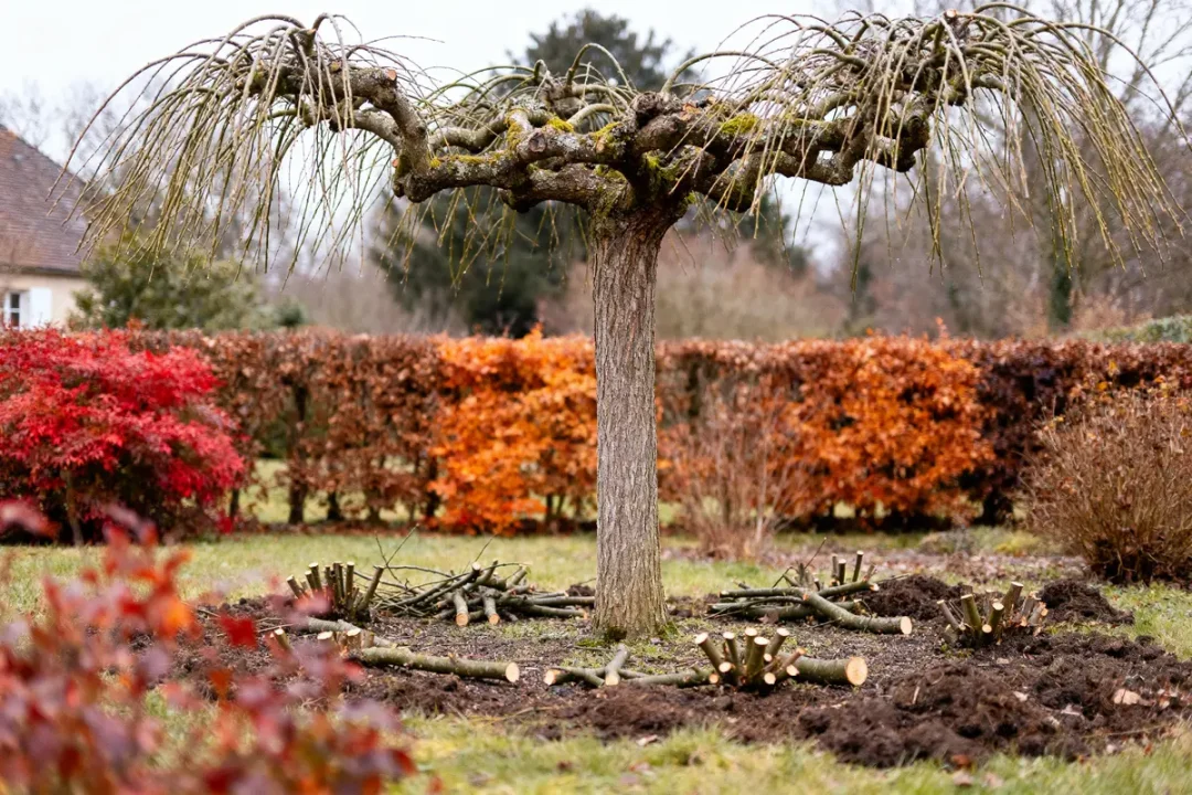 Saule crevette fraîchement taillé dans jardin automnal comment et quand tailler un saule crevette