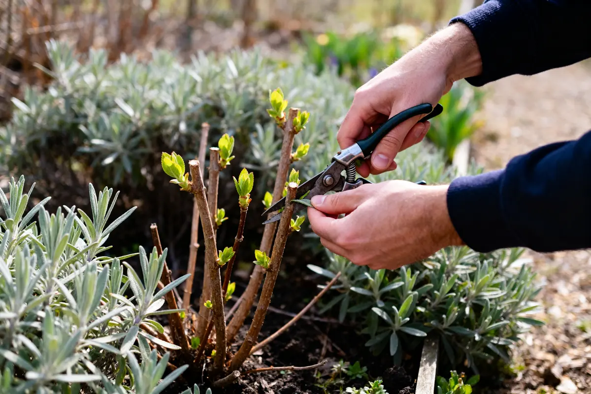 Personne en train de tailler la sauge dans un jardin à l'aide de sécateurs
