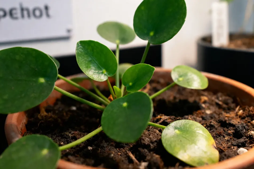 Plante verte avec feuilles rondes, dans un pot en terre cuite, fond flou.