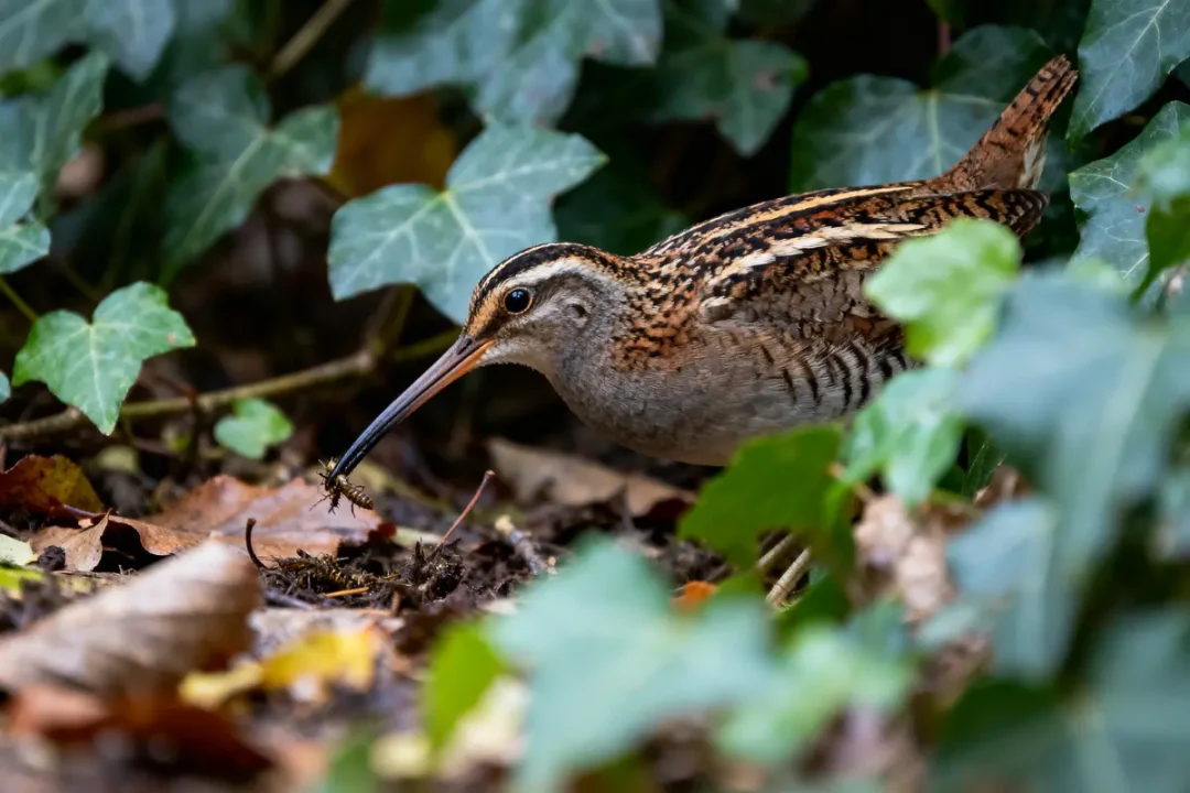 Oiseau brun bec long cherchant nourriture parmi les feuilles et lierre.
