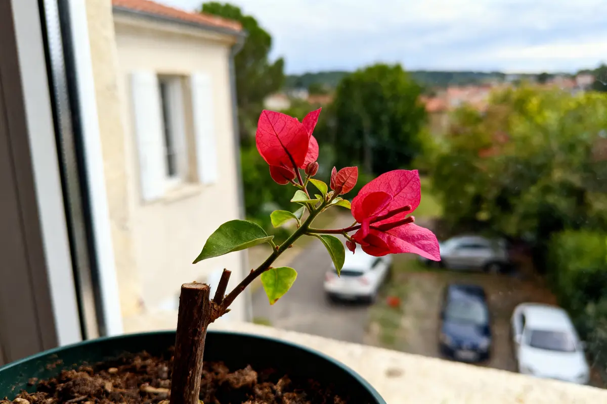 Bougainvillier rose en pot sur rebord de fenêtre, vue sur jardin et voitures en arrière-plan.