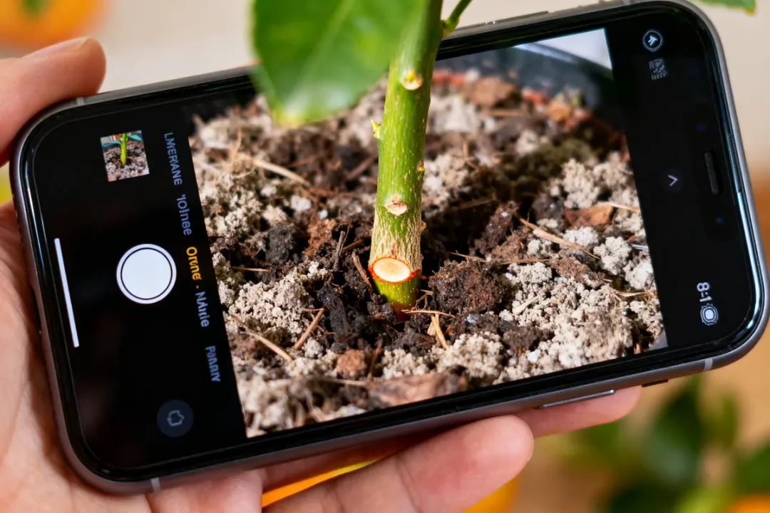 Gros plan de la base d'une tige de plante prise en photo avec un smartphone.