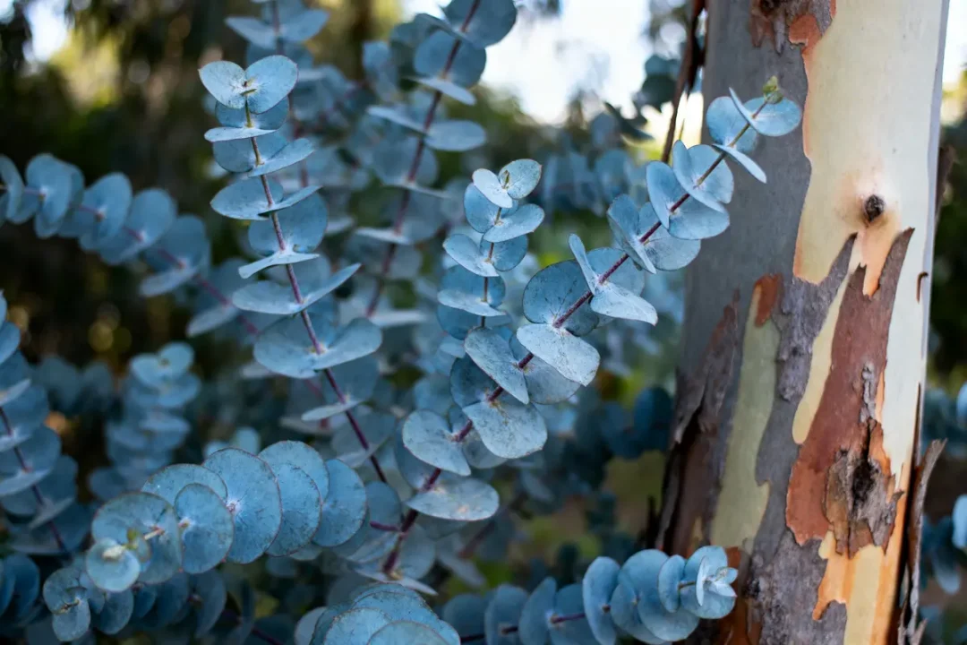 Branches et feuilles de couleur bleutée d’un eucalyptus, avec écorce partiellement détachée en arrière-plan.