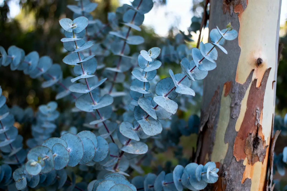 Branches et feuilles de couleur bleutée d’un eucalyptus, avec écorce partiellement détachée en arrière-plan.