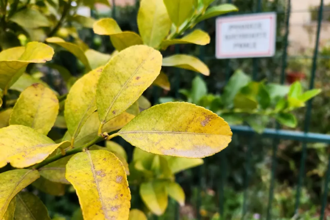 Feuilles jaunies en gros plan avec arrière-plan flou, contenant un panneau illisible.