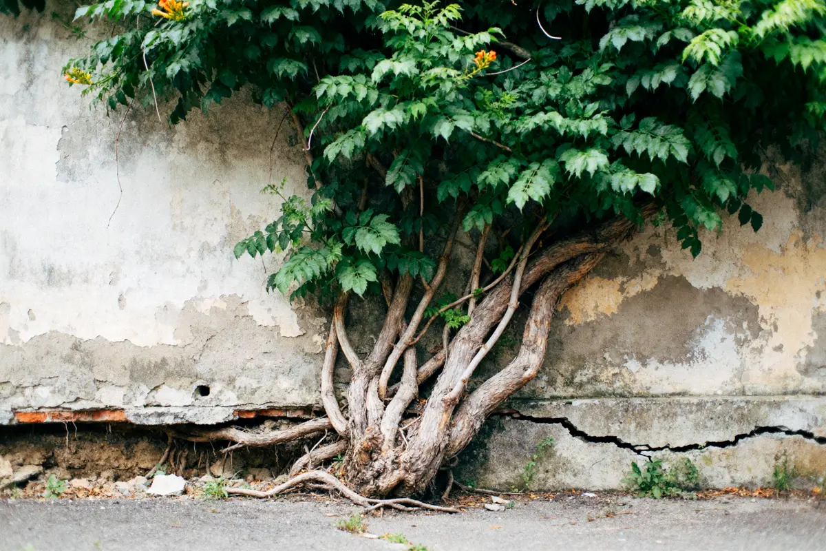 Arbre poussant à travers un mur fissuré, feuilles vertes luxuriantes.