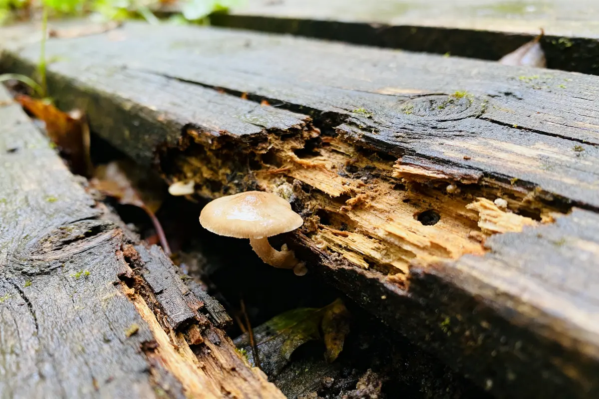 Champignon poussant sur une planche de bois en décomposition et décrépite.