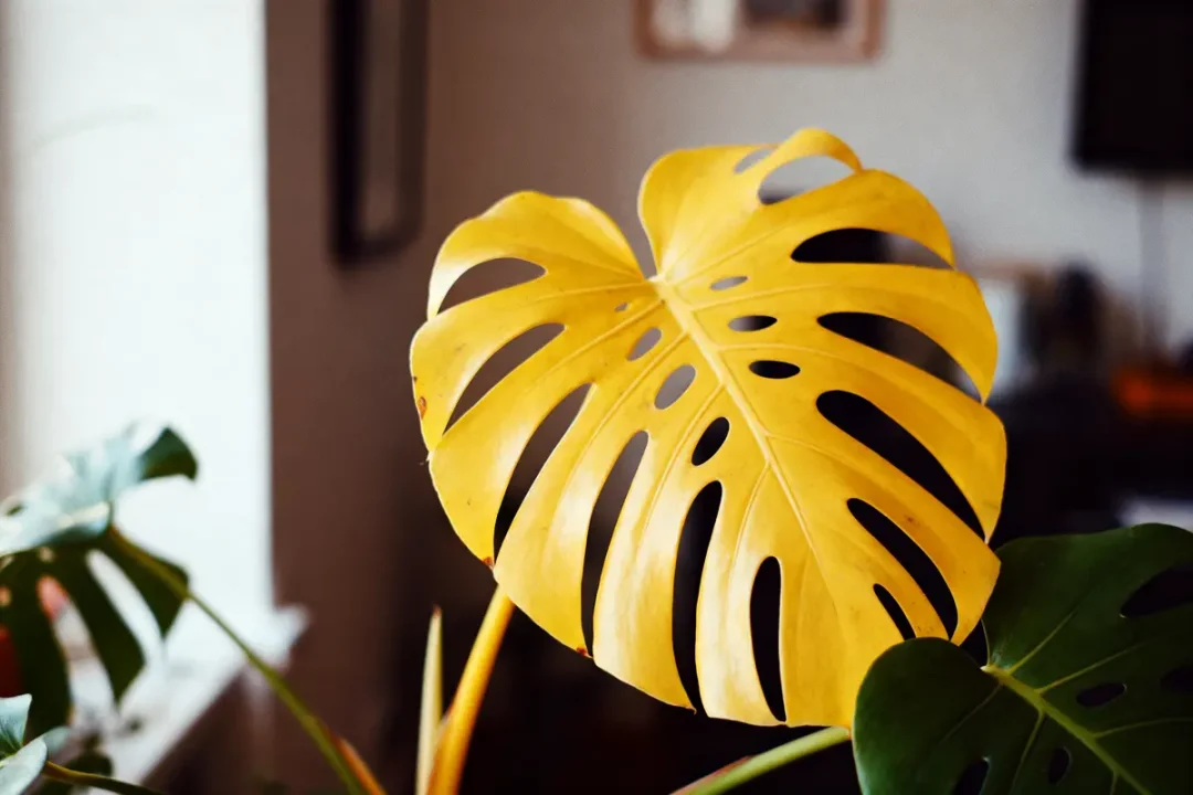 Feuille jaune de monstera avec des trous, entourée de feuillage vert en intérieur.