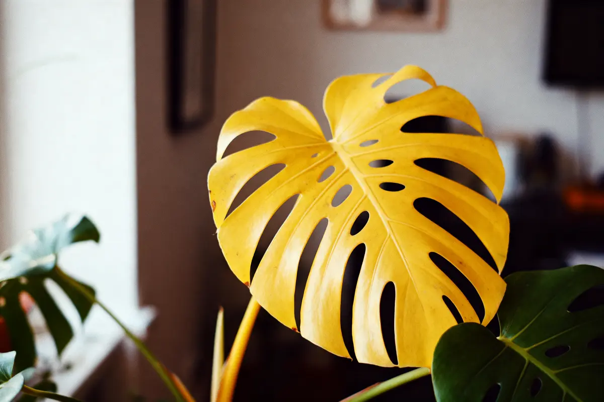 Feuille jaune de monstera avec des trous, entourée de feuillage vert en intérieur.
