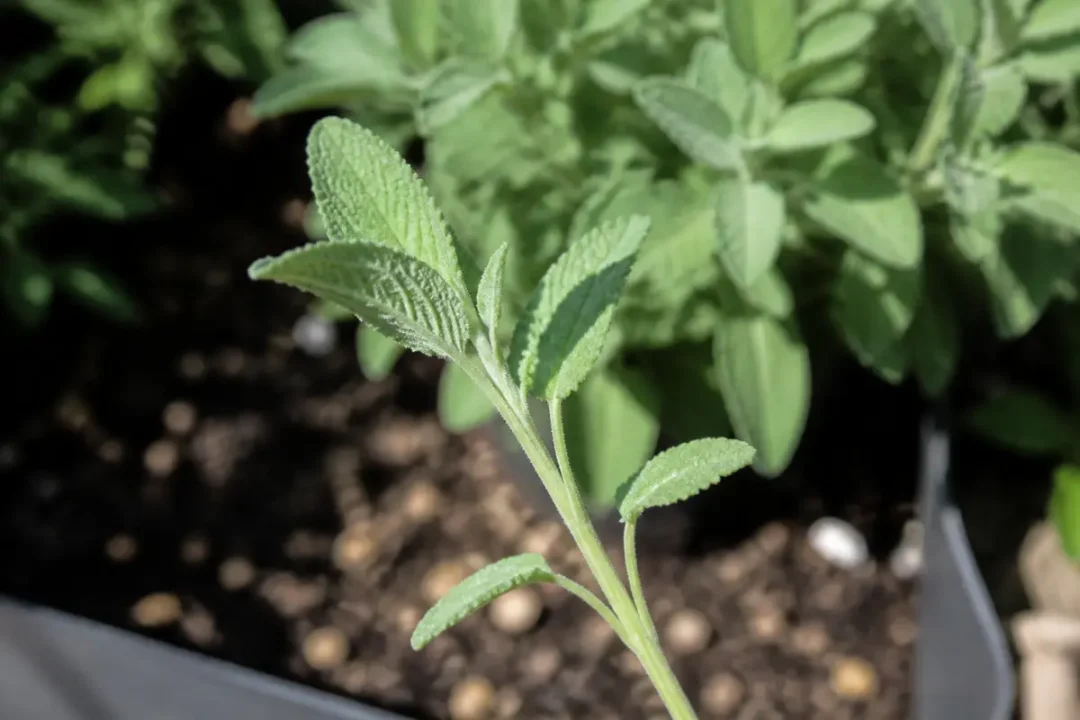 Jeune plant de sauge verte avec des feuilles texturées, en pleine lumière naturelle.