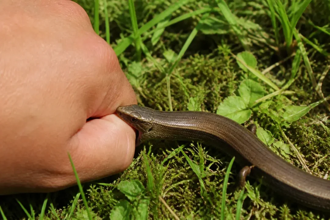 Main humaine dans l'herbe, mordue par un lézard ou orvet brun sur un fond de mousse et de feuilles.
