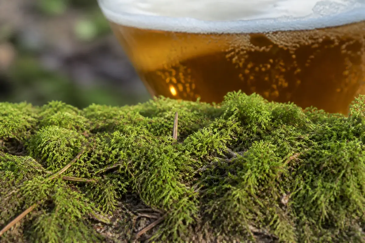 Gros plan sur de la mousse verte avec un verre de bière en arrière-plan flou.