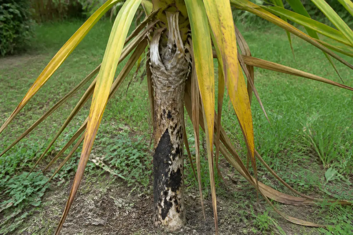 Base d'un palmier avec feuilles jaunissantes et tronc marqué de taches noires, sur herbe verte.