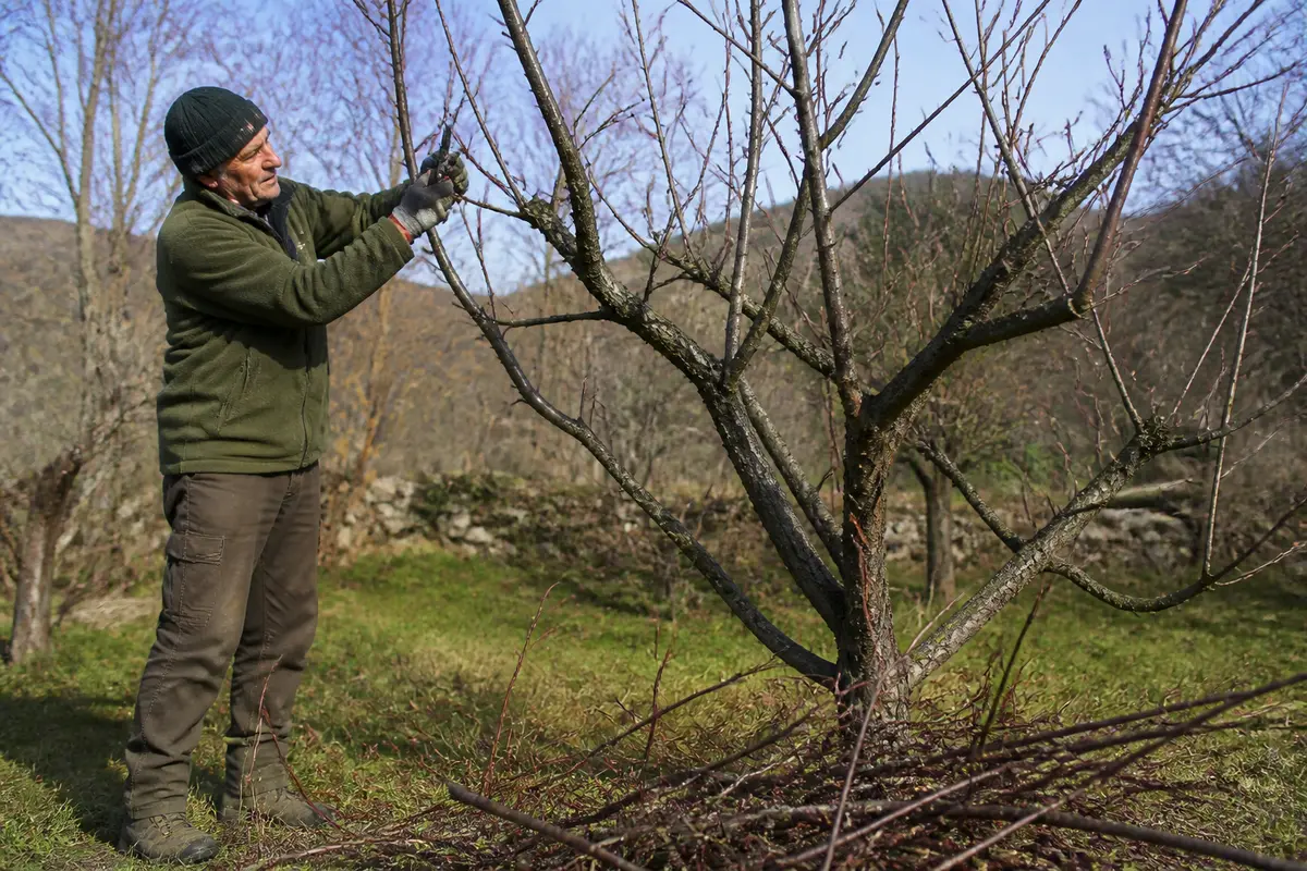 Un homme taille un arbre dans un jardin hivernal, portant des vêtements chauds et des gants.